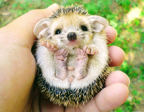 baby-hedgehog~2.png